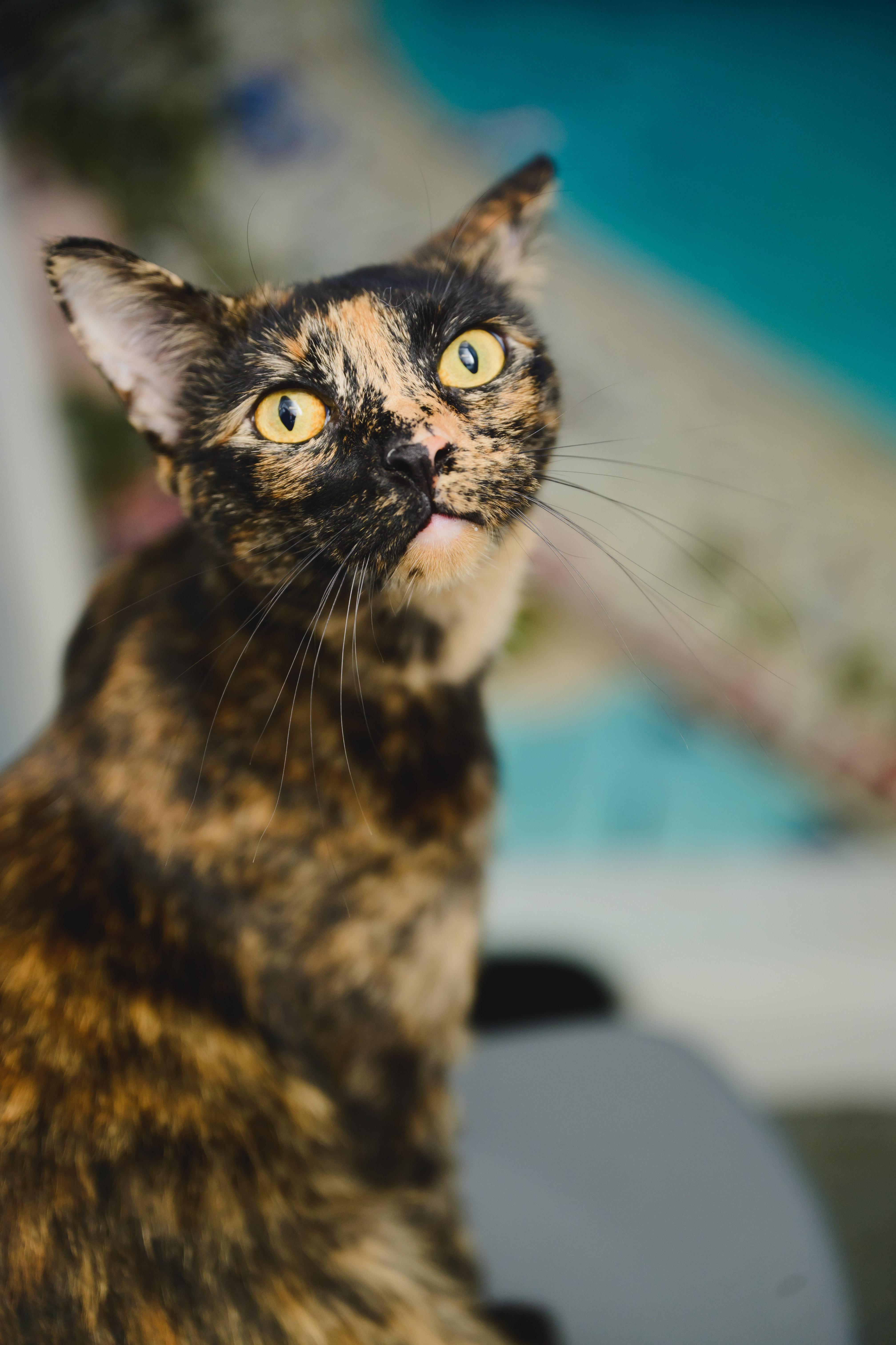 Linguine, a Adopted Domestic Short Hair in Honolulu, HI image 5/6