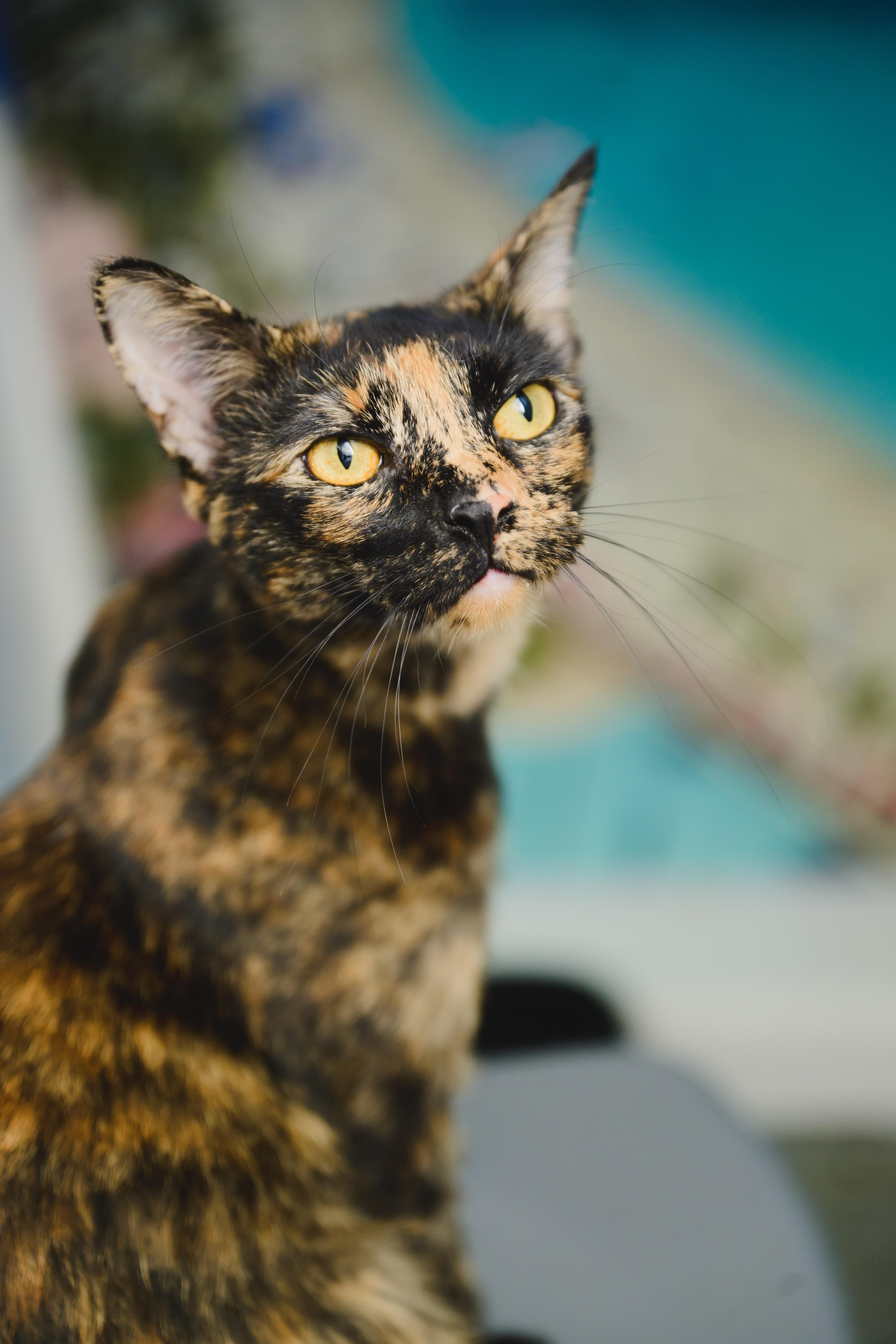 Linguine, a Adopted Domestic Short Hair in Honolulu, HI image 6/6