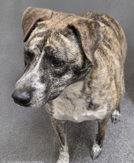 TILLY, Adoptable, Adult Female Pit Bull Terrier.