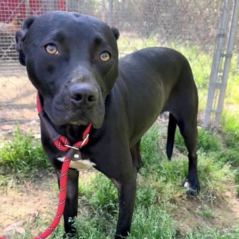 Enlarge Sherry/Shy Jr/Juno *, a Adoptable mixed breed in Hackett, AR image 1/4