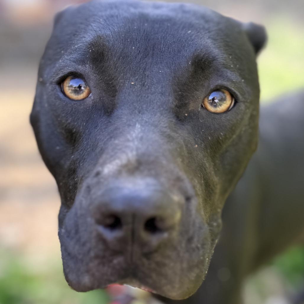 Enlarge Sherry/Shy Jr/Juno *, a Adoptable mixed breed in Hackett, AR image 3/4
