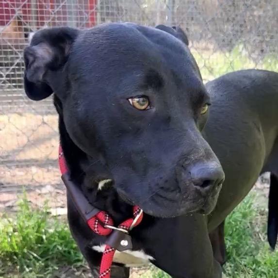 Enlarge Sherry/Shy Jr/Juno *, a Adoptable mixed breed in Hackett, AR image 4/4