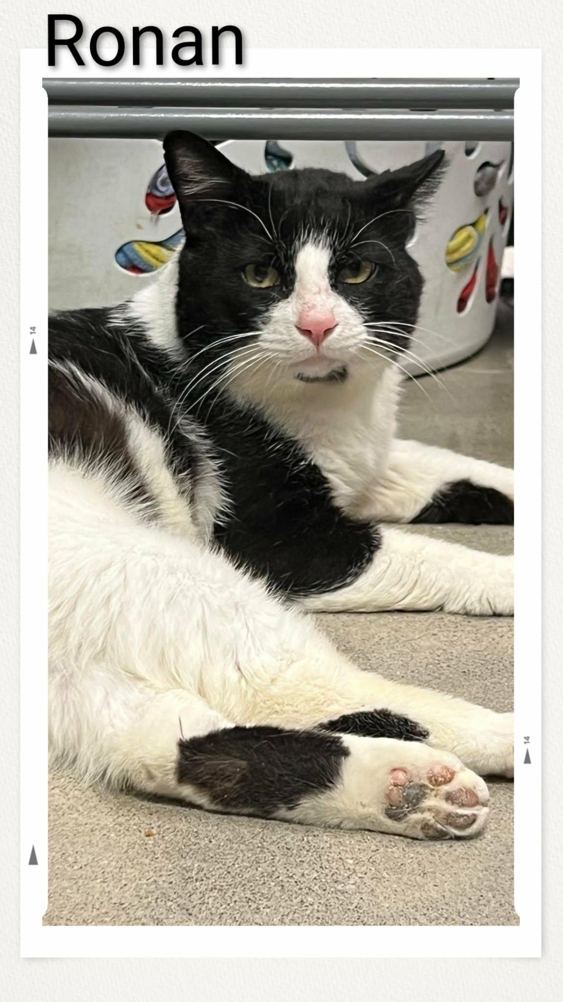 Enlarge Ronan, a Adoptable Domestic Short Hair in Caistor Centre, ON image 1/1