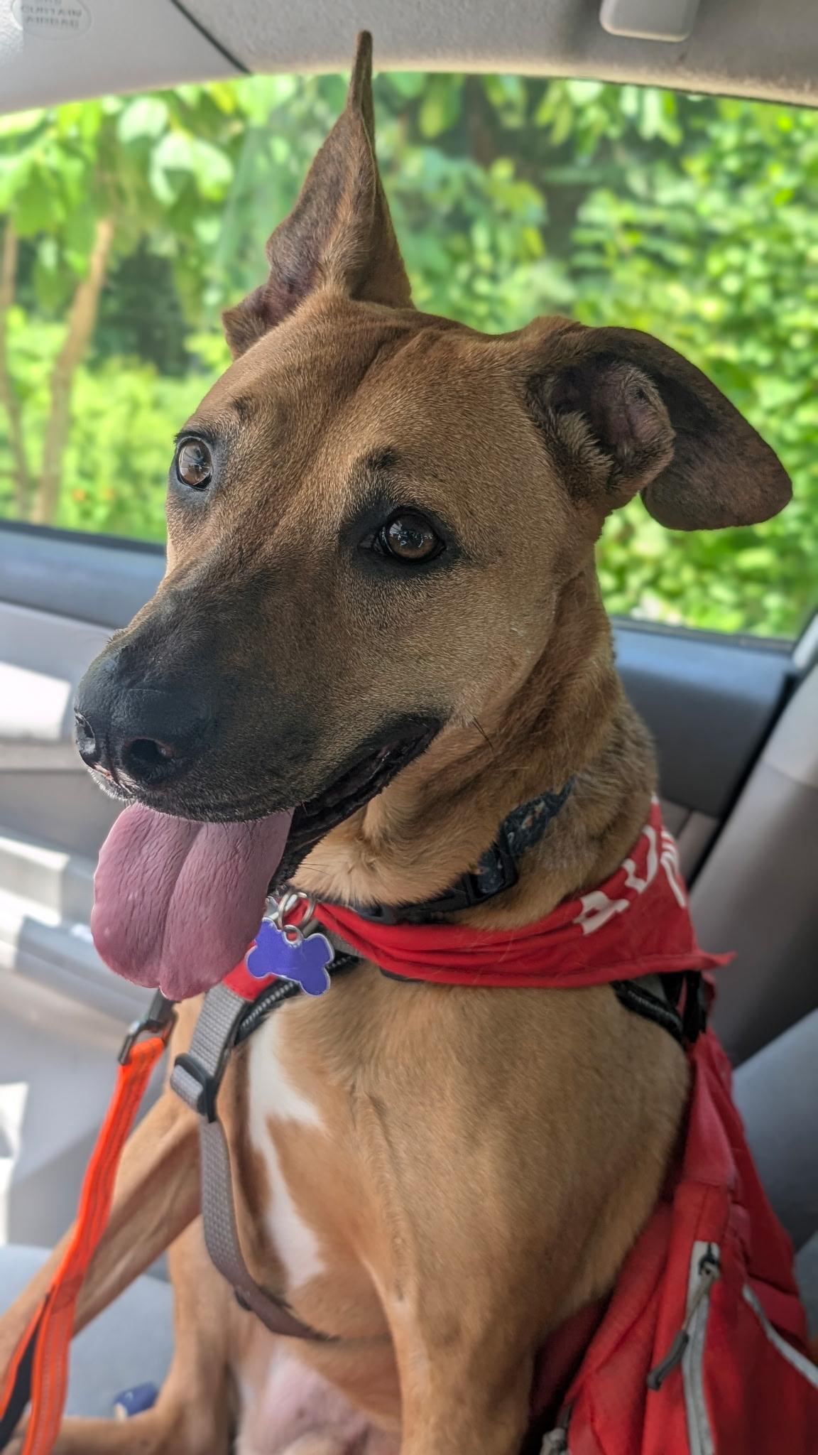 Rugby , adoptable, Adult Male Hound & Terrier.