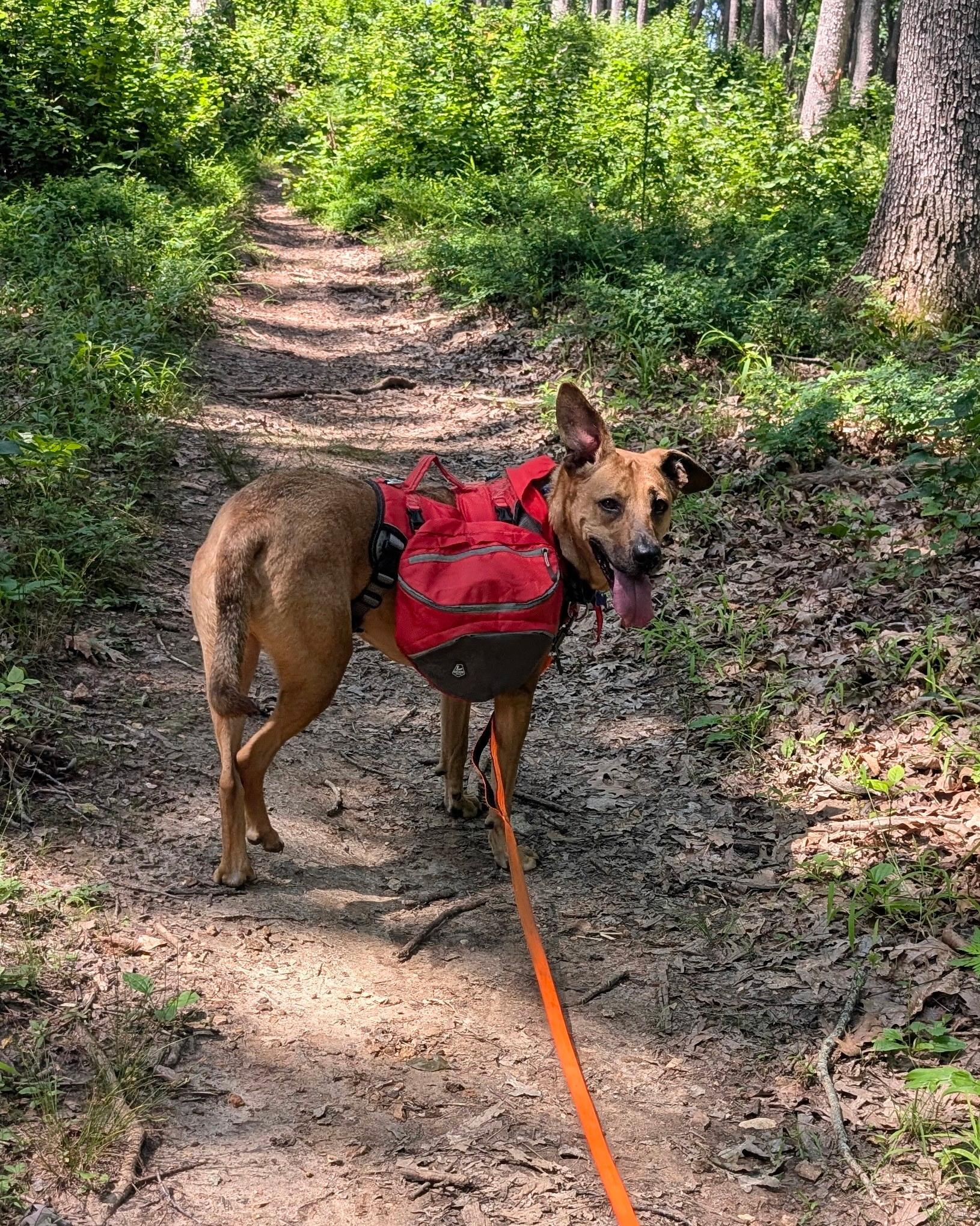 Enlarge Rugby , an adoptable mixed breed in Saint Louis, MO image 2/6