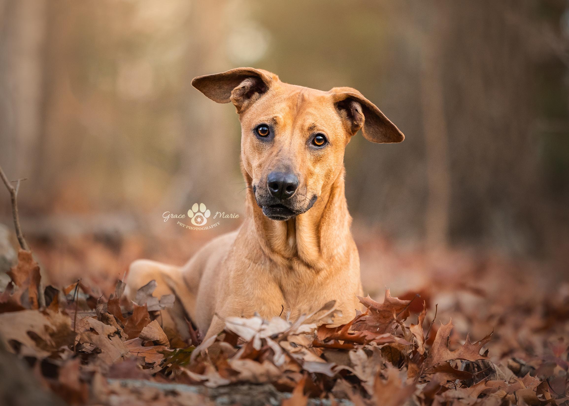 Enlarge Rugby (Look at This Handsome Guy!), a Adoptable mixed breed in Saint Louis, MO image 1/4
