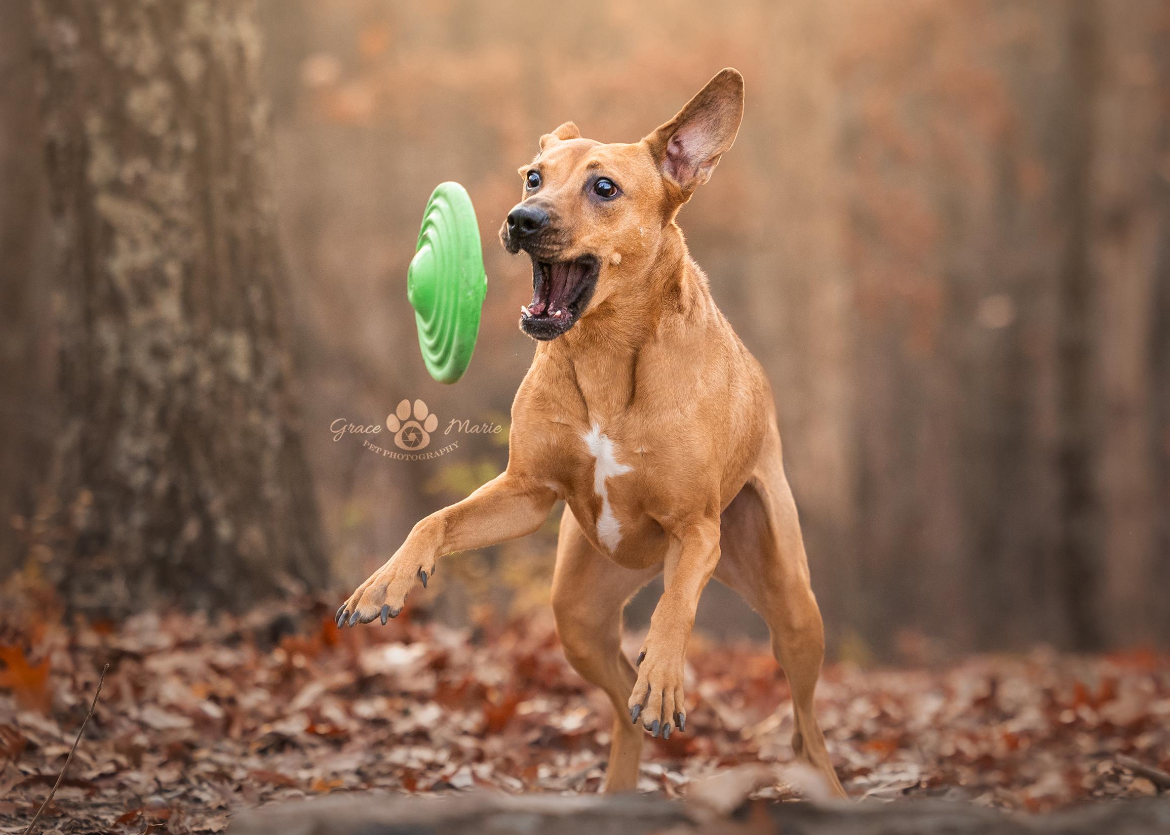 Enlarge Rugby (Look at This Handsome Guy!), a Adoptable mixed breed in Saint Louis, MO image 3/4