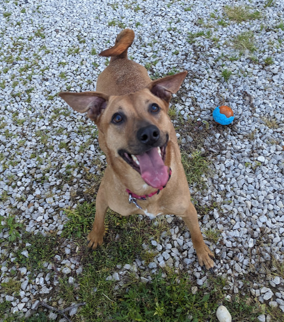 Enlarge Rugby (Look at This Handsome Guy!), a Adoptable mixed breed in Saint Louis, MO image 4/4