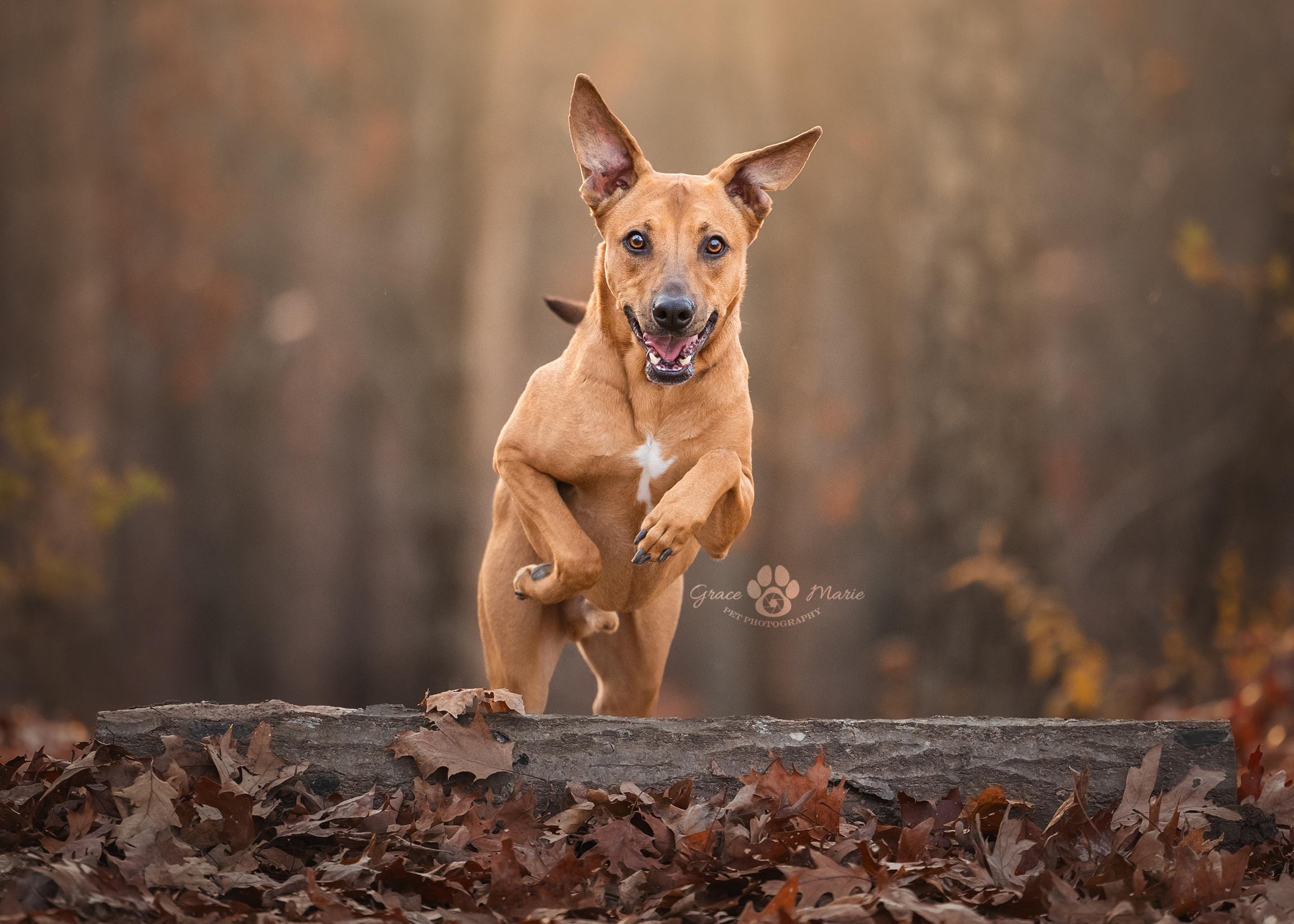 Enlarge Rugby (Look at This Handsome Guy!), a Adoptable mixed breed in Saint Louis, MO image 2/4