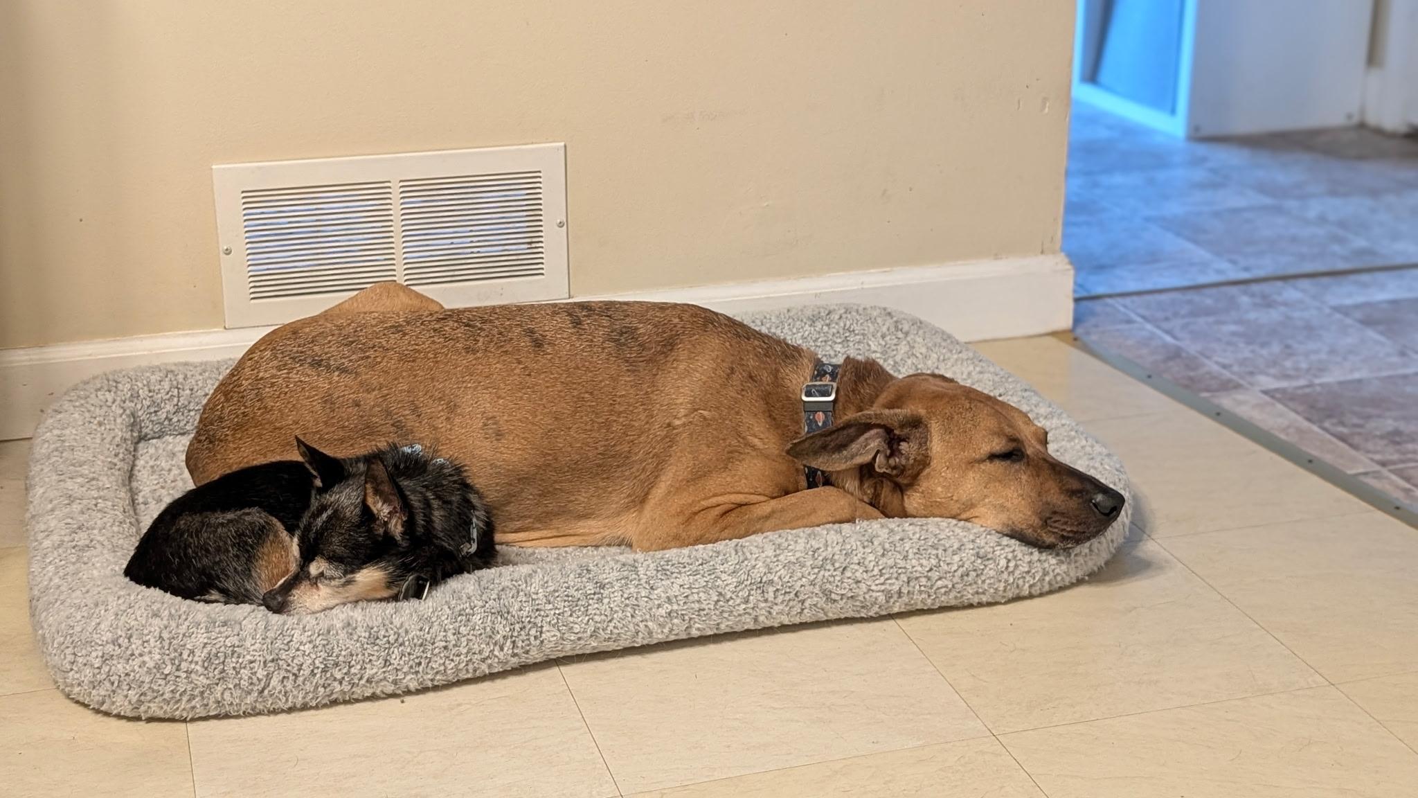 Enlarge Rugby , an adoptable mixed breed in Saint Louis, MO image 3/6