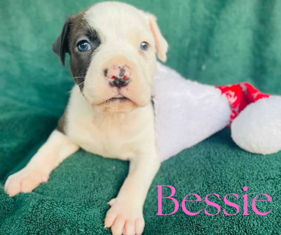 Bessie, ADOPTABLE, Puppy Female American Bulldog.