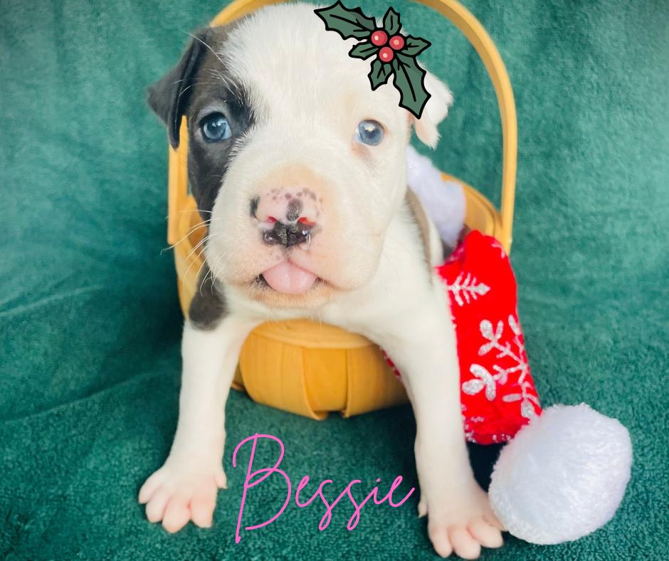 Enlarge Bessie, a ADOPTABLE mixed breed in Shalimar, FL image 2/2