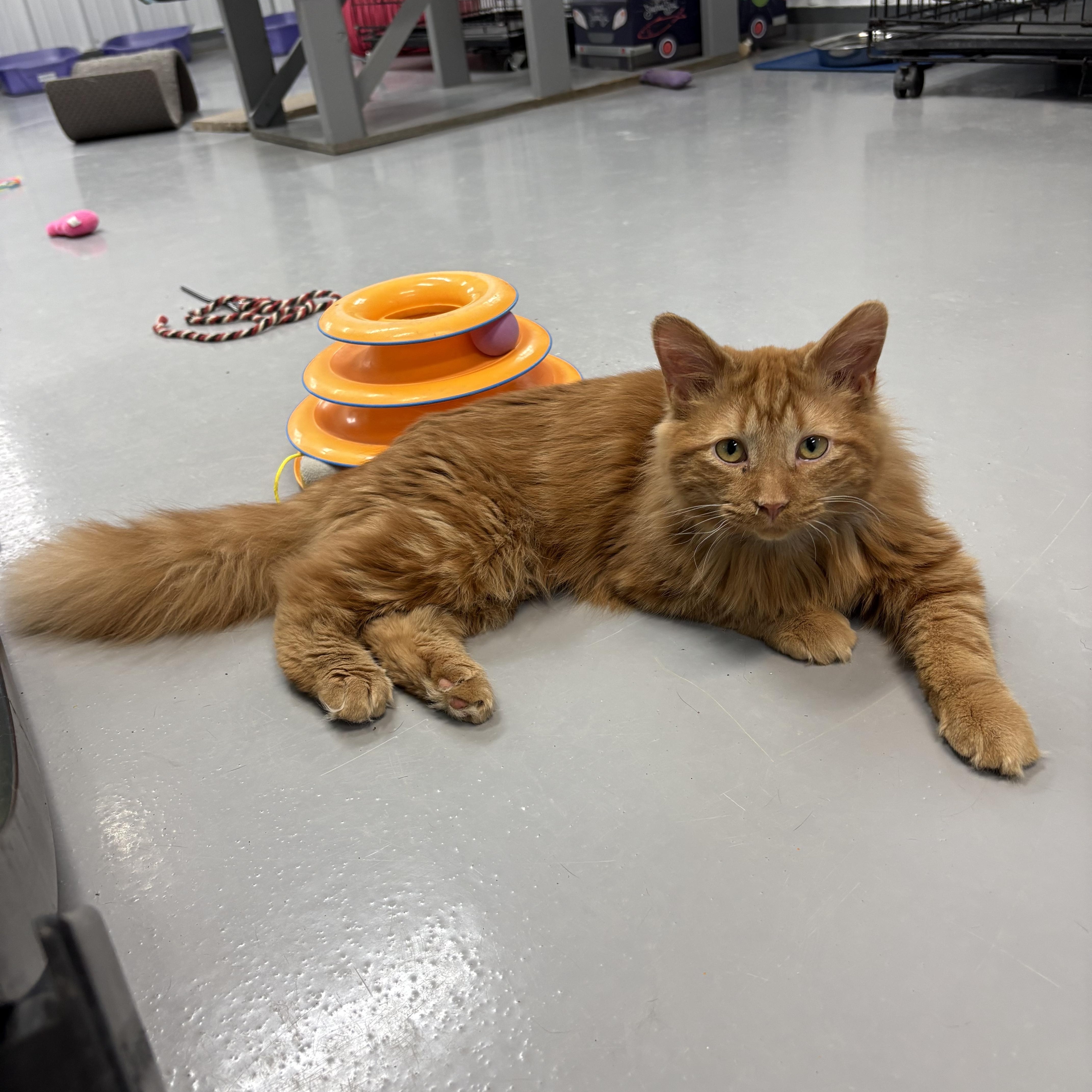 Enlarge Papacita, a ADOPTABLE Domestic Long Hair in Big Rapids, MI image 4/5
