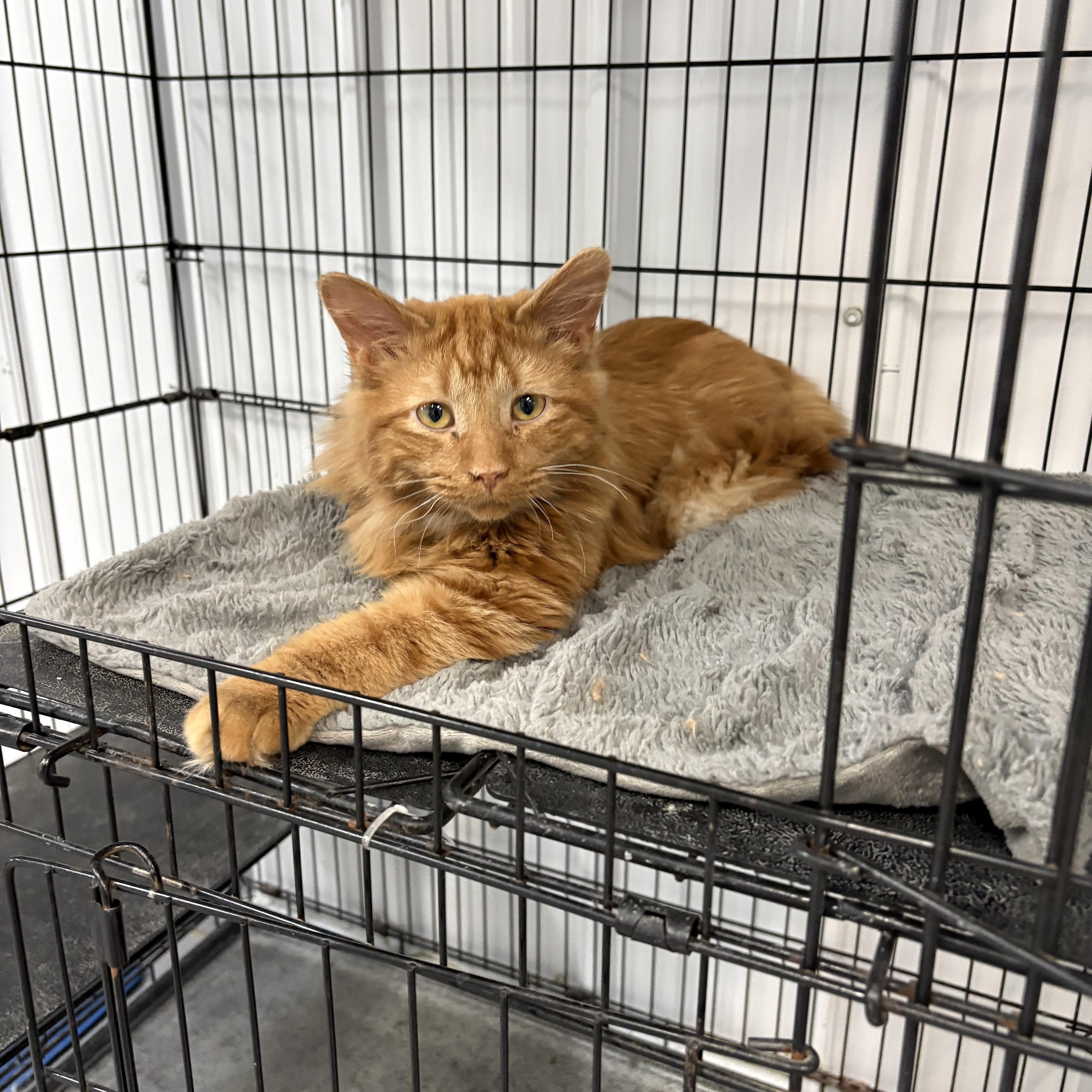 Papacita, ADOPTABLE, Adult Male Domestic Long Hair.