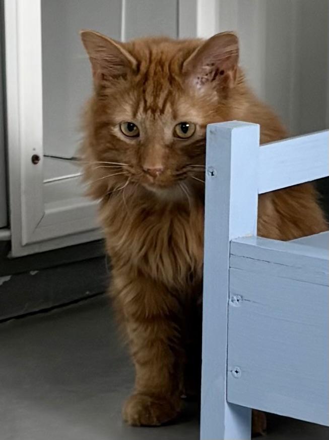 Enlarge Papacita, a ADOPTABLE Domestic Long Hair in Big Rapids, MI image 3/5