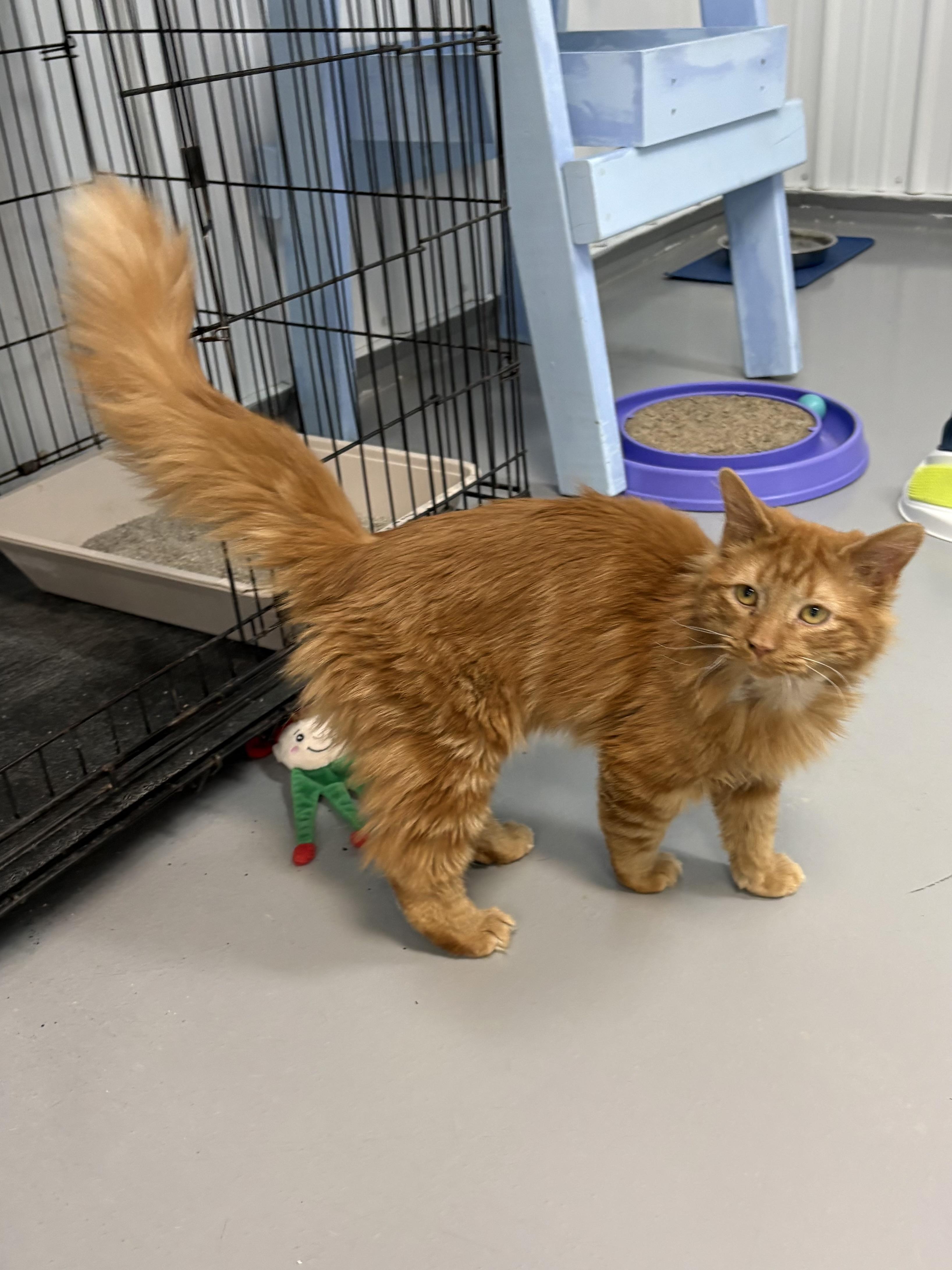 Enlarge Papacita, a ADOPTABLE Domestic Long Hair in Big Rapids, MI image 5/5