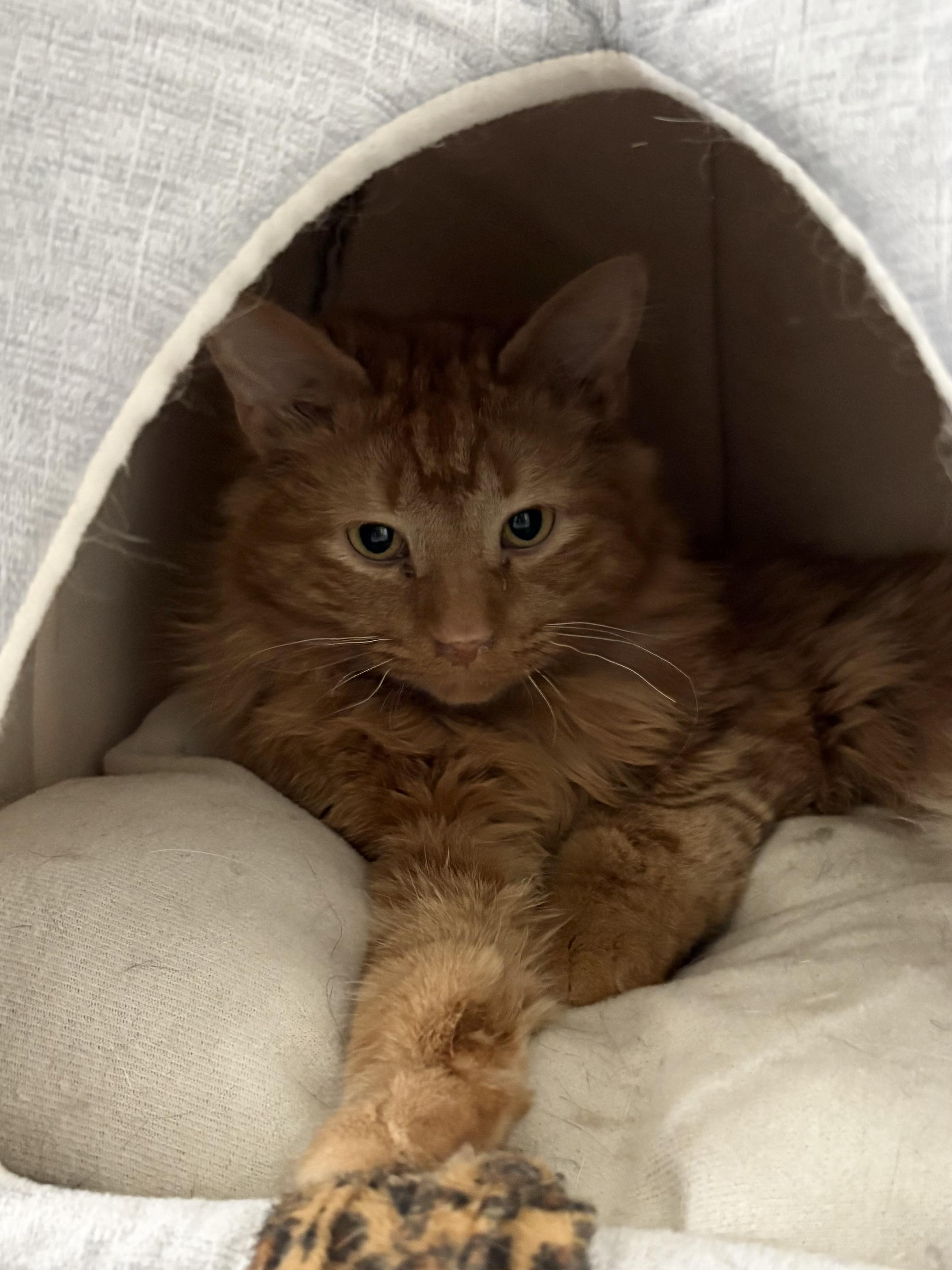 Enlarge Papacita, a ADOPTABLE Domestic Long Hair in Big Rapids, MI image 2/5