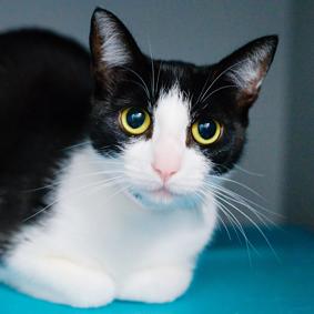 Enlarge Luna Marie, a Adoptable Domestic Short Hair in New York, NY image 1/5