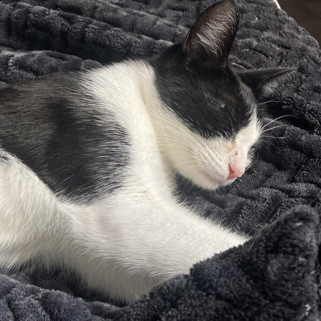 Enlarge Luna Marie, a Adoptable Domestic Short Hair in New York, NY image 2/5