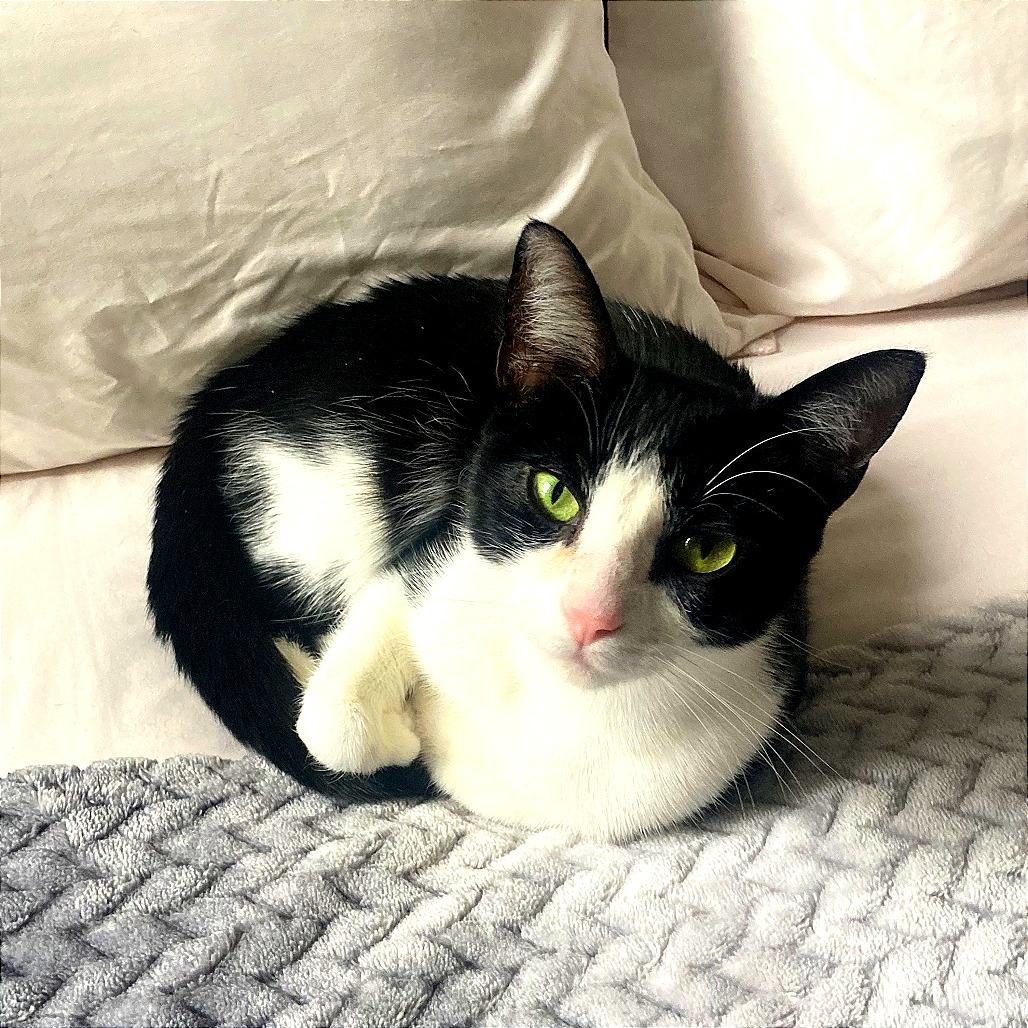 Enlarge Luna Marie, a Adoptable Domestic Short Hair in New York, NY image 3/5