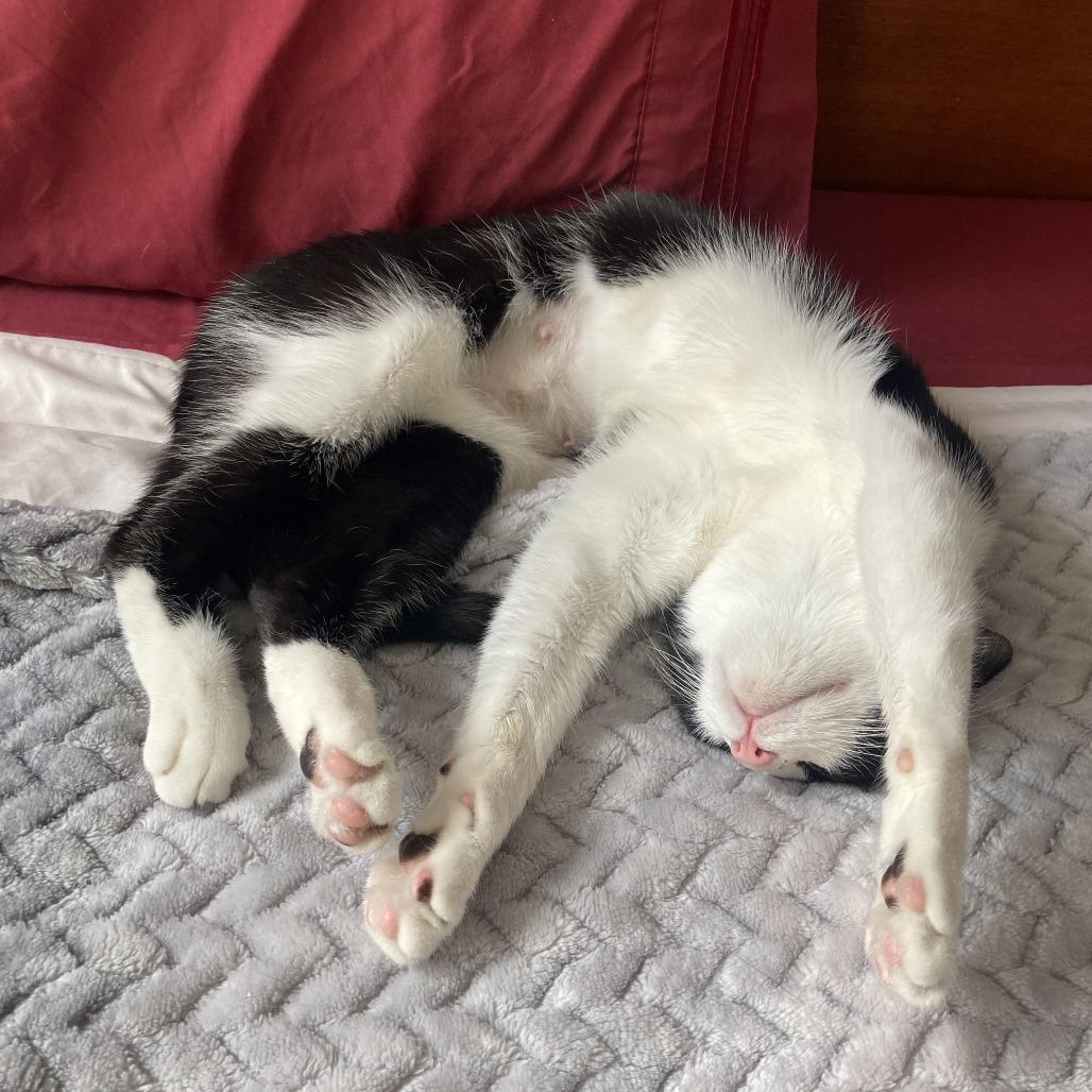Enlarge Luna Marie, a Adoptable Domestic Short Hair in New York, NY image 4/5