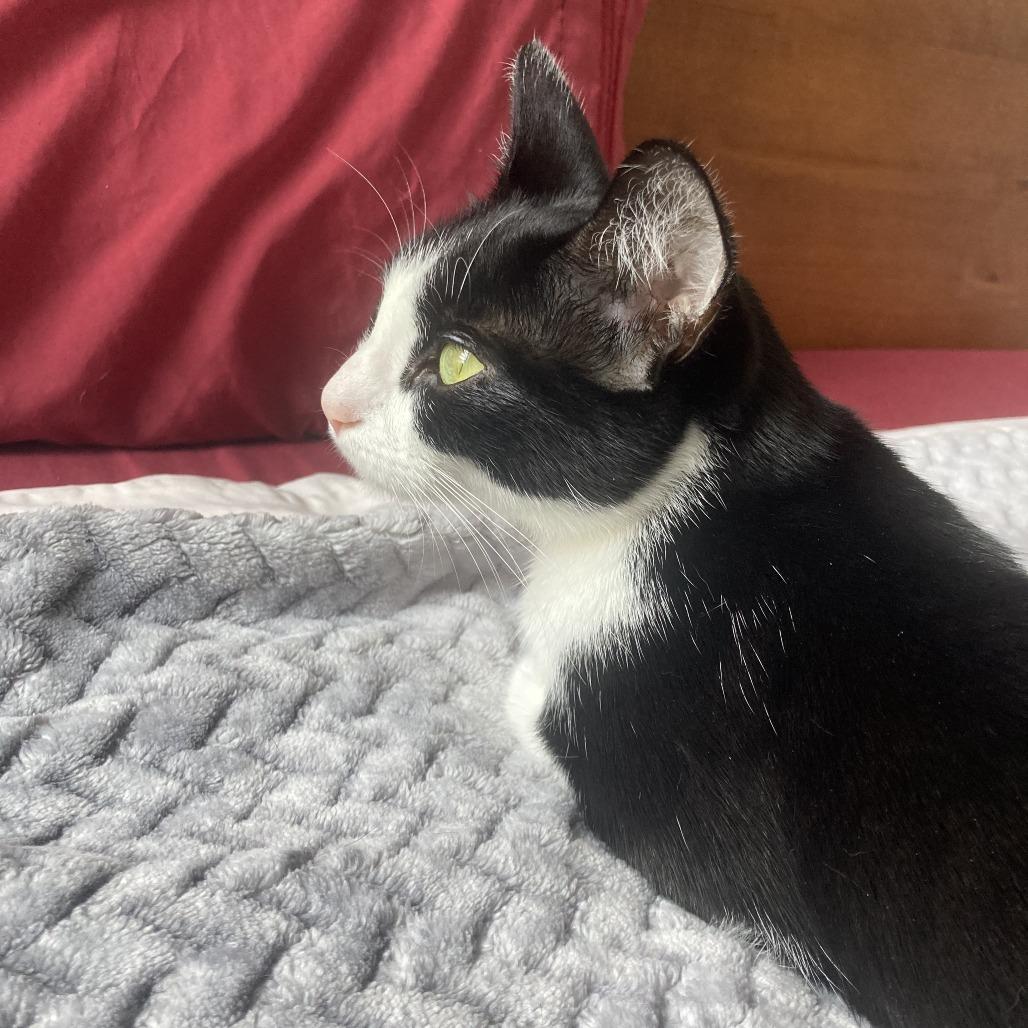 Enlarge Luna Marie, a Adoptable Domestic Short Hair in New York, NY image 5/5