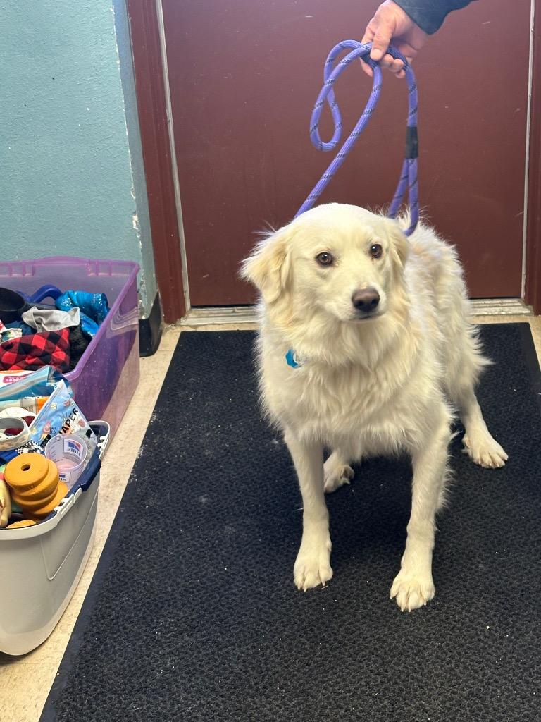 Enlarge Furbl, a Adoptable mixed breed in Rock Springs, WY image 1/1