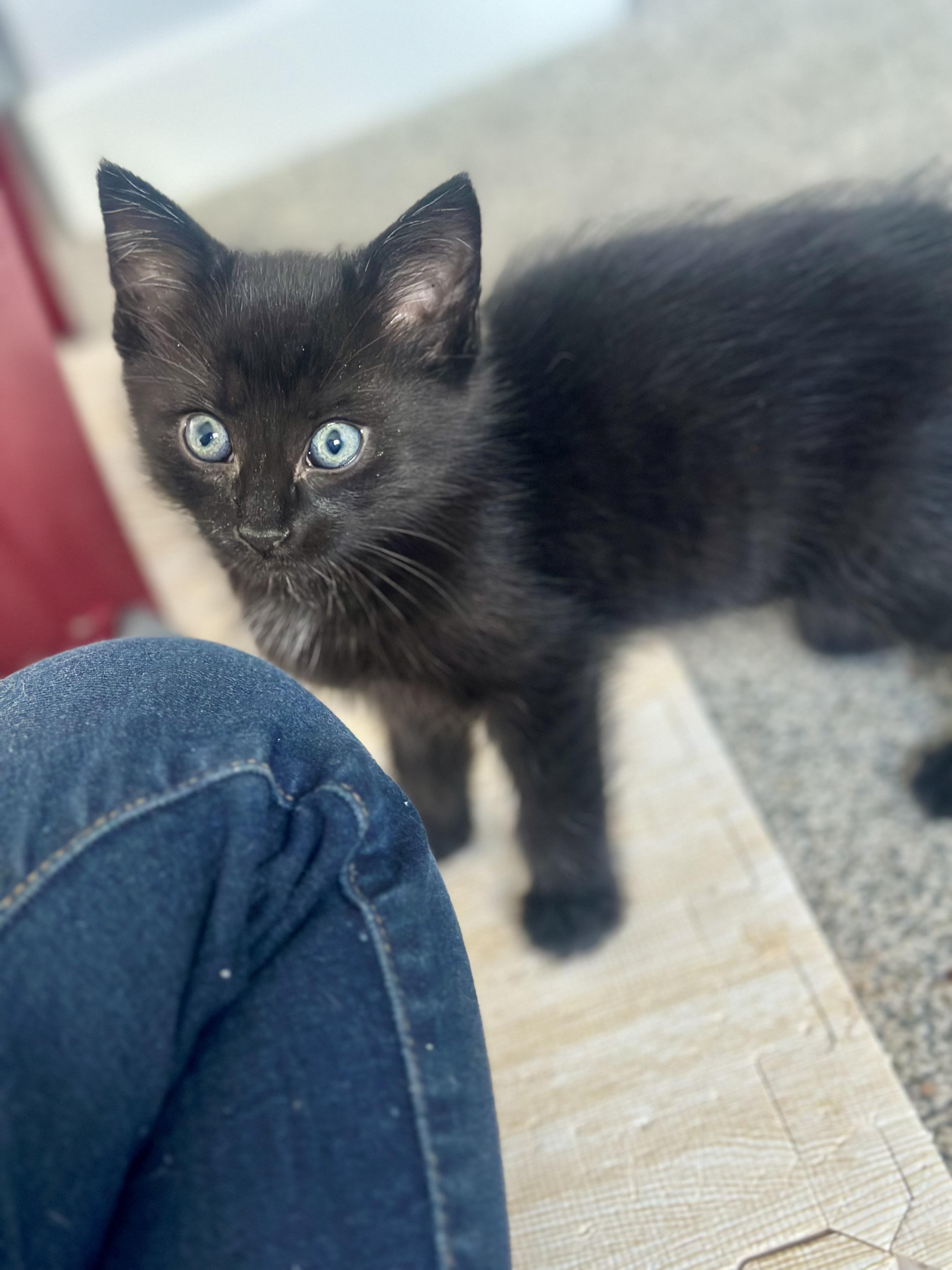 Lex Luther, an adoptable Domestic Medium Hair in Calgary, AB, T3S 0C5 | Photo Image 3