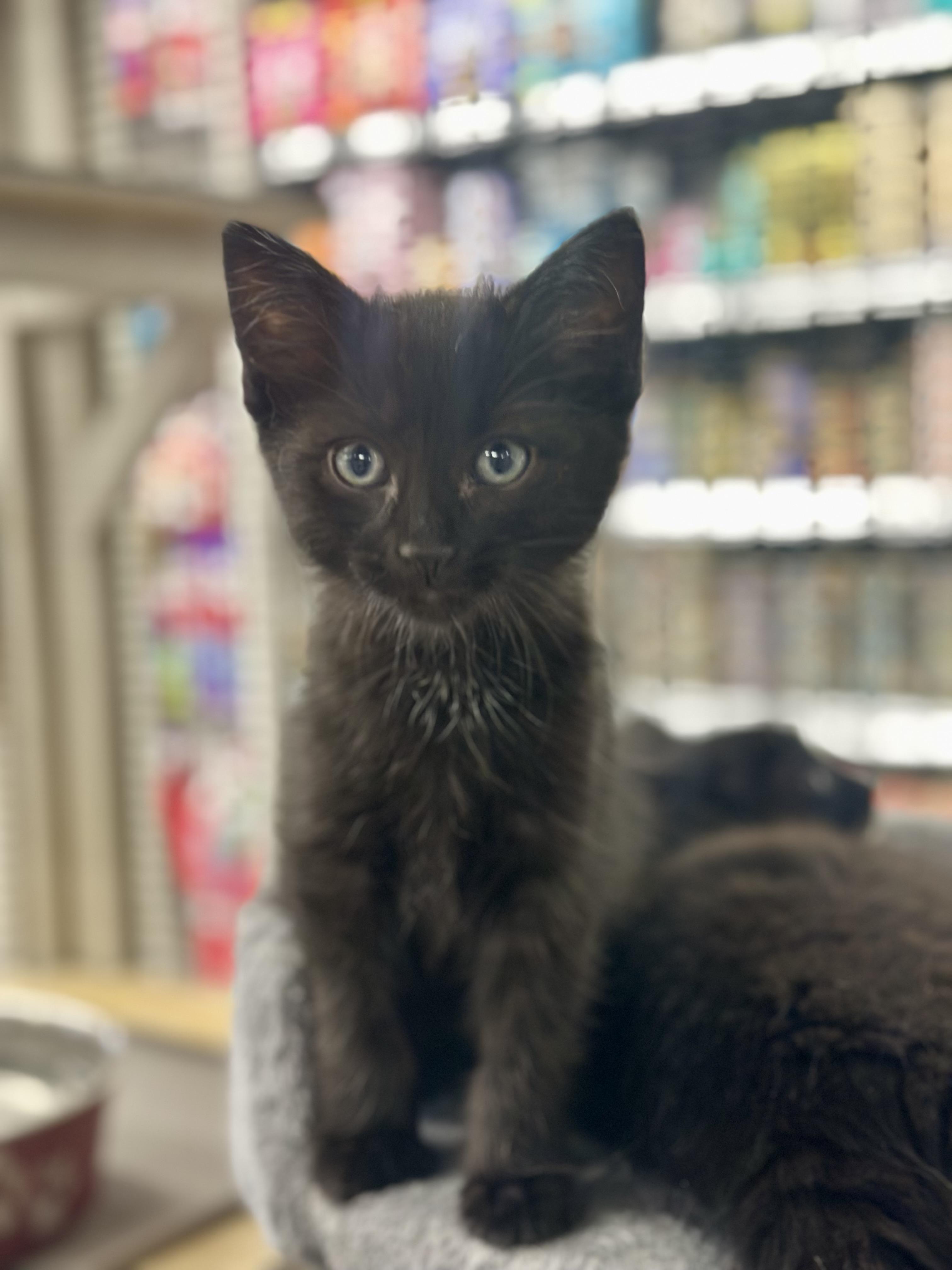 Lex Luther, an adoptable Domestic Medium Hair in Calgary, AB, T3S 0C5 | Photo Image 2