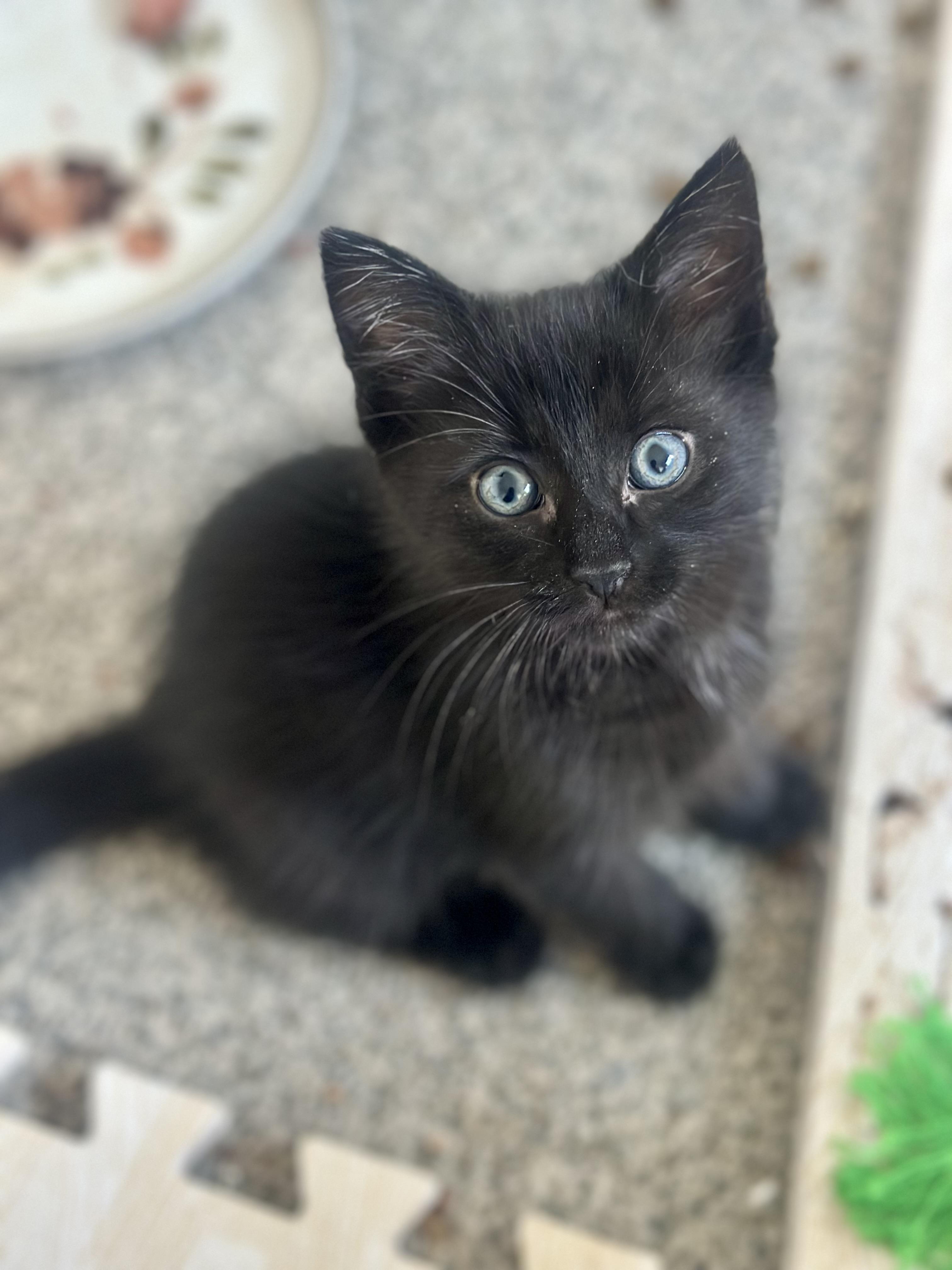 Lex Luther, an adoptable Domestic Medium Hair in Calgary, AB, T3S 0C5 | Photo Image 1