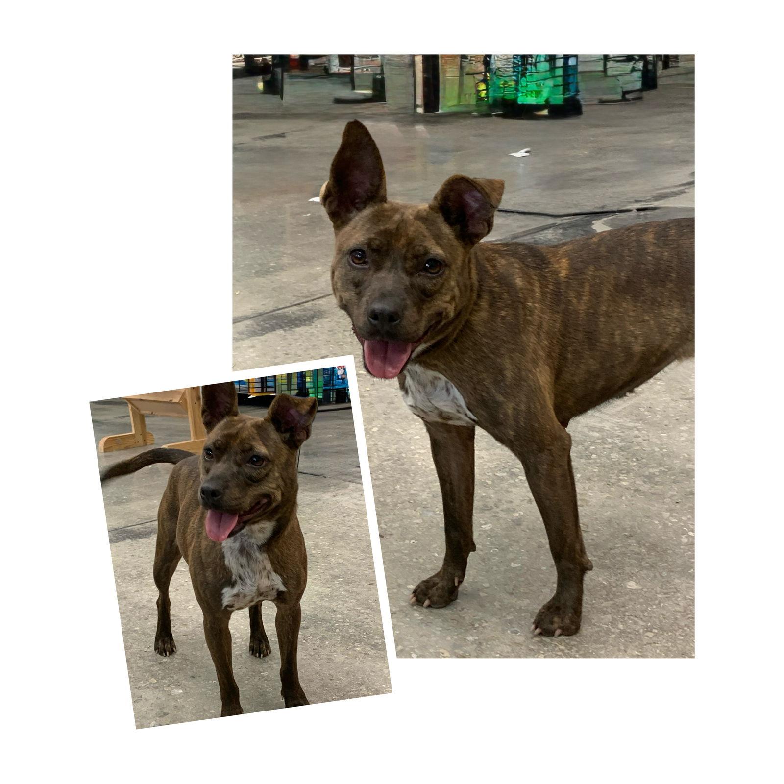 Frankie, a Adopted Mixed Breed image 1/3