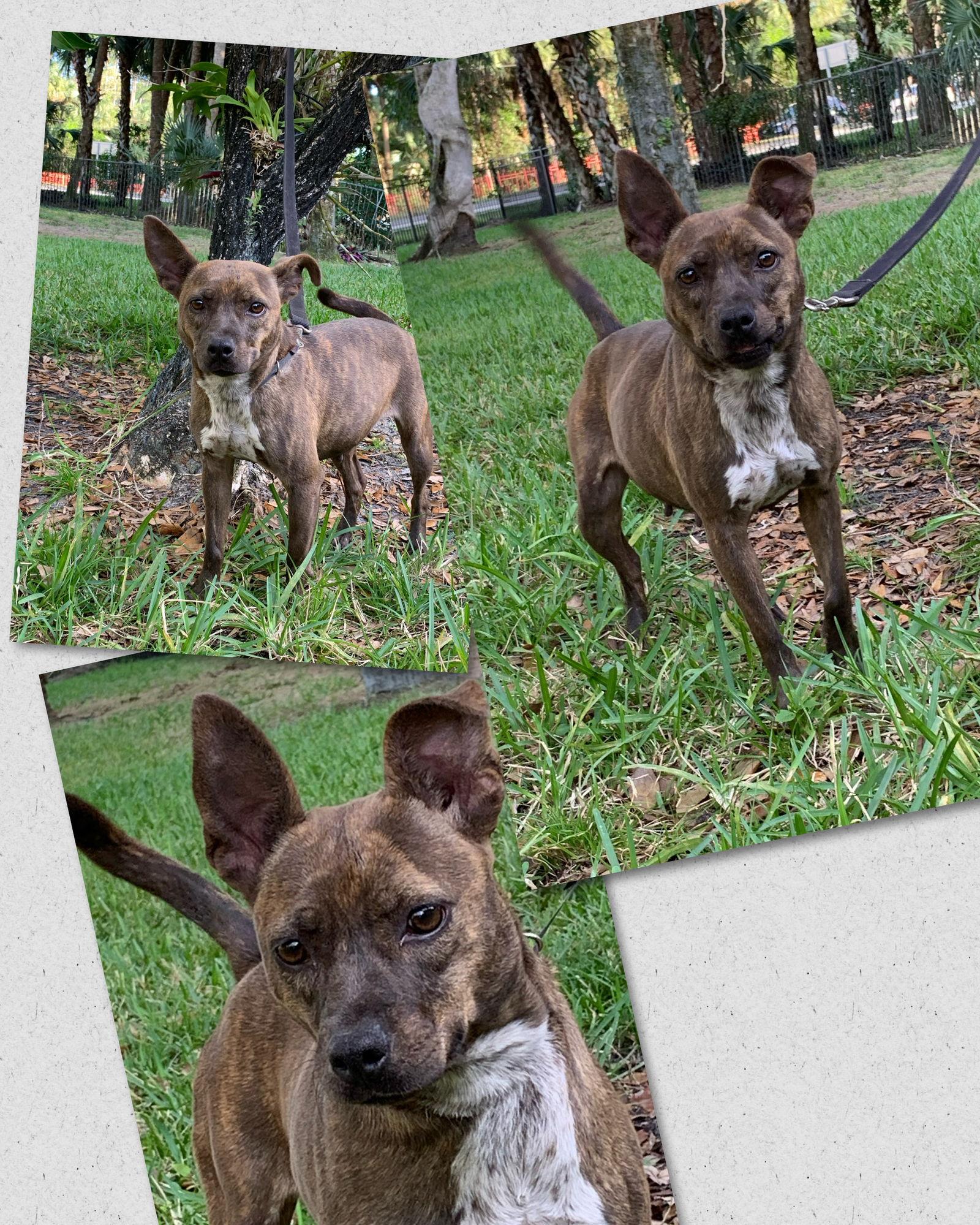 Frankie, a Adopted Mixed Breed image 3/3