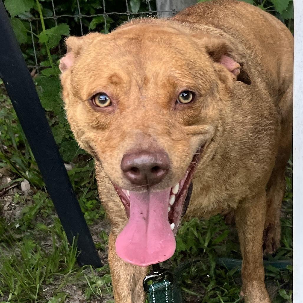 Taz, Adoptable, Adult Female Mixed Breed.