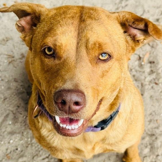 Enlarge Taz, a Adoptable Mixed Breed in Williston, FL image 5/6