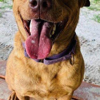 Taz, a Adoptable Mixed Breed in Williston, FL image 2/6