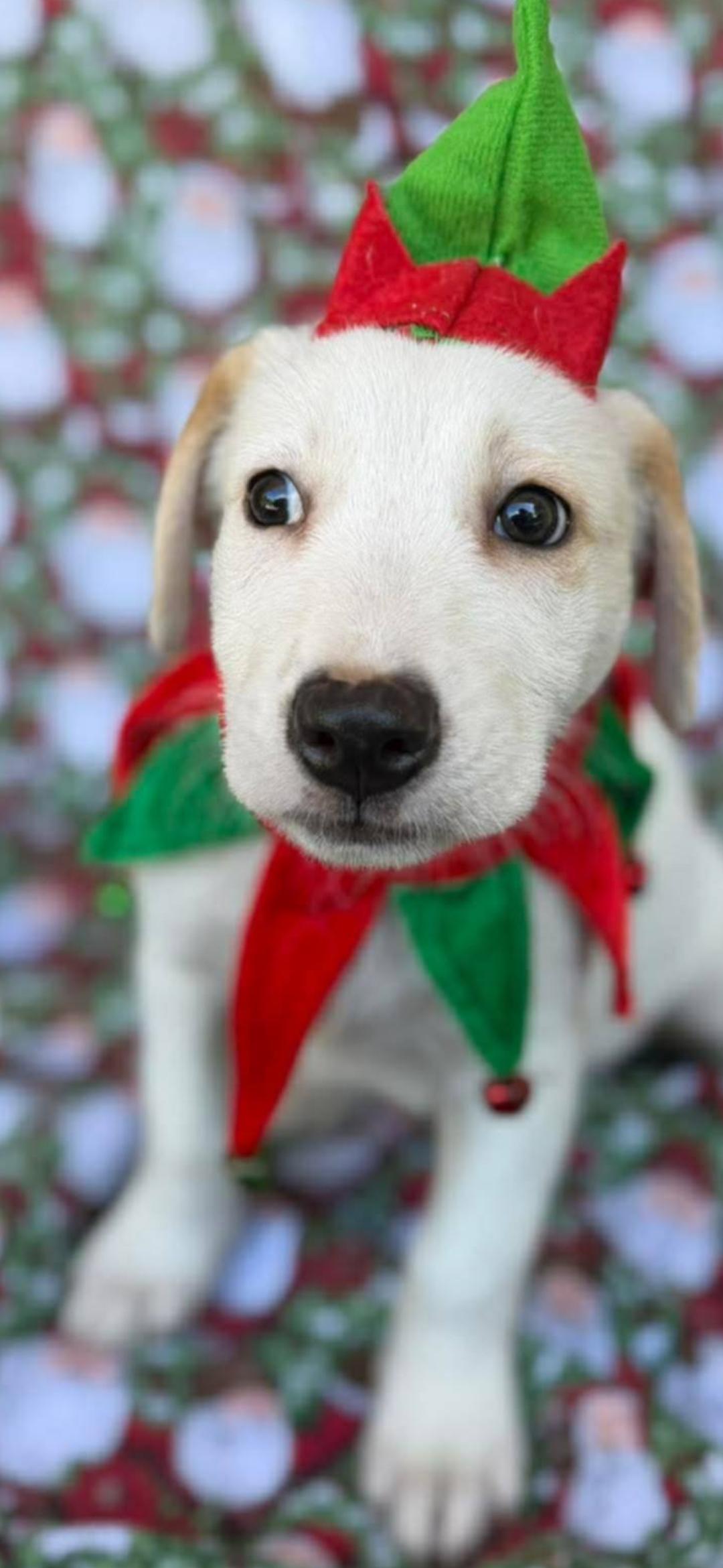 Enlarge Neo, a ADOPTABLE mixed breed in New York, NY image 5/5