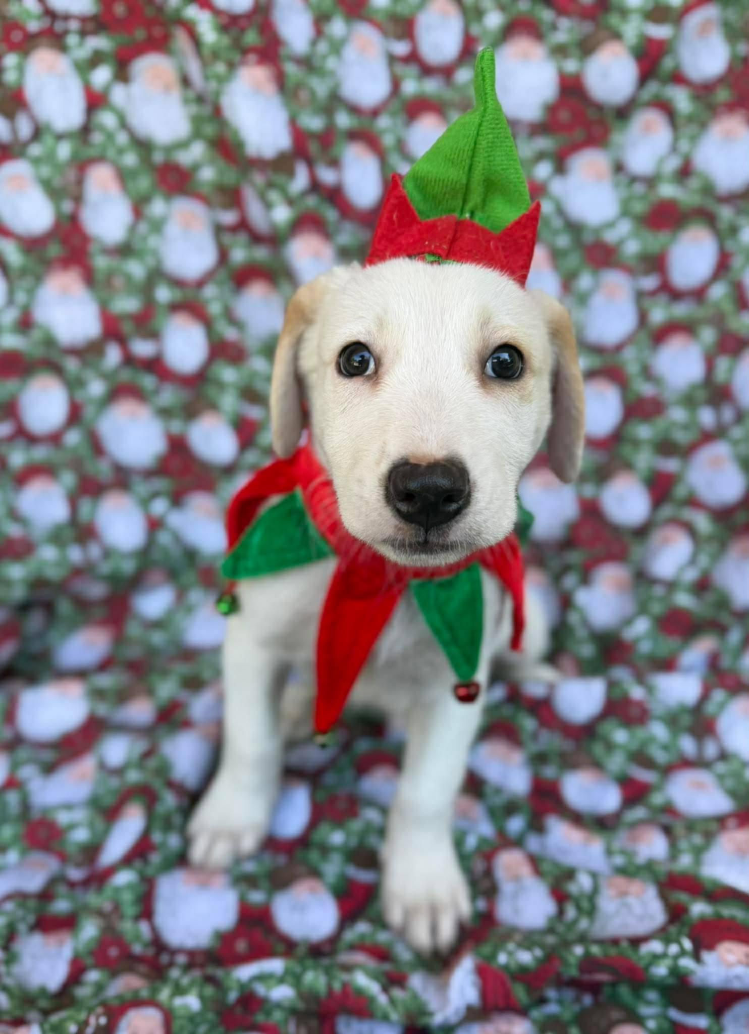 Enlarge Neo, a ADOPTABLE mixed breed in New York, NY image 3/5