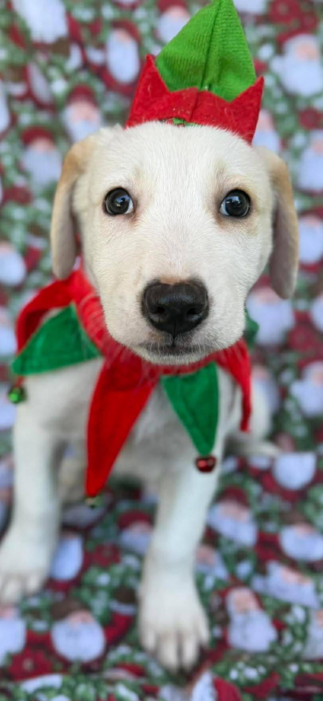 Enlarge Neo, a ADOPTABLE mixed breed in New York, NY image 2/5