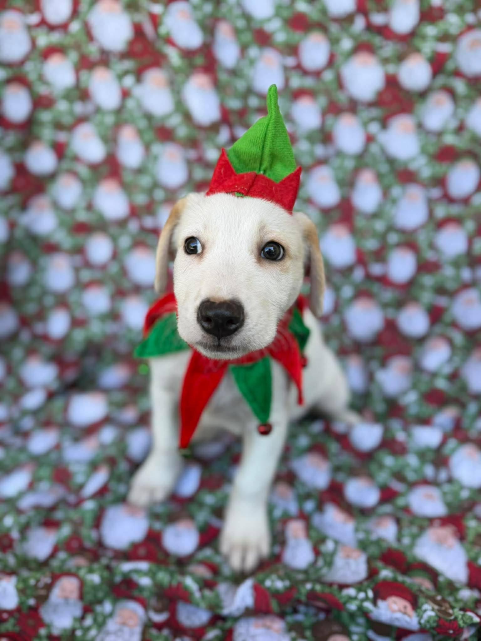 Enlarge Neo, a ADOPTABLE mixed breed in New York, NY image 1/5