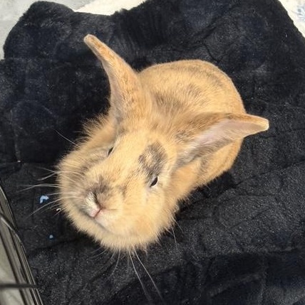 Enlarge Neptune, a ADOPTABLE mixed breed in Winnipeg, MB image 1/1