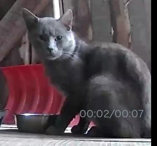 Enlarge Graydon, a ADOPTABLE mixed breed in Frederick, MD image 4/4