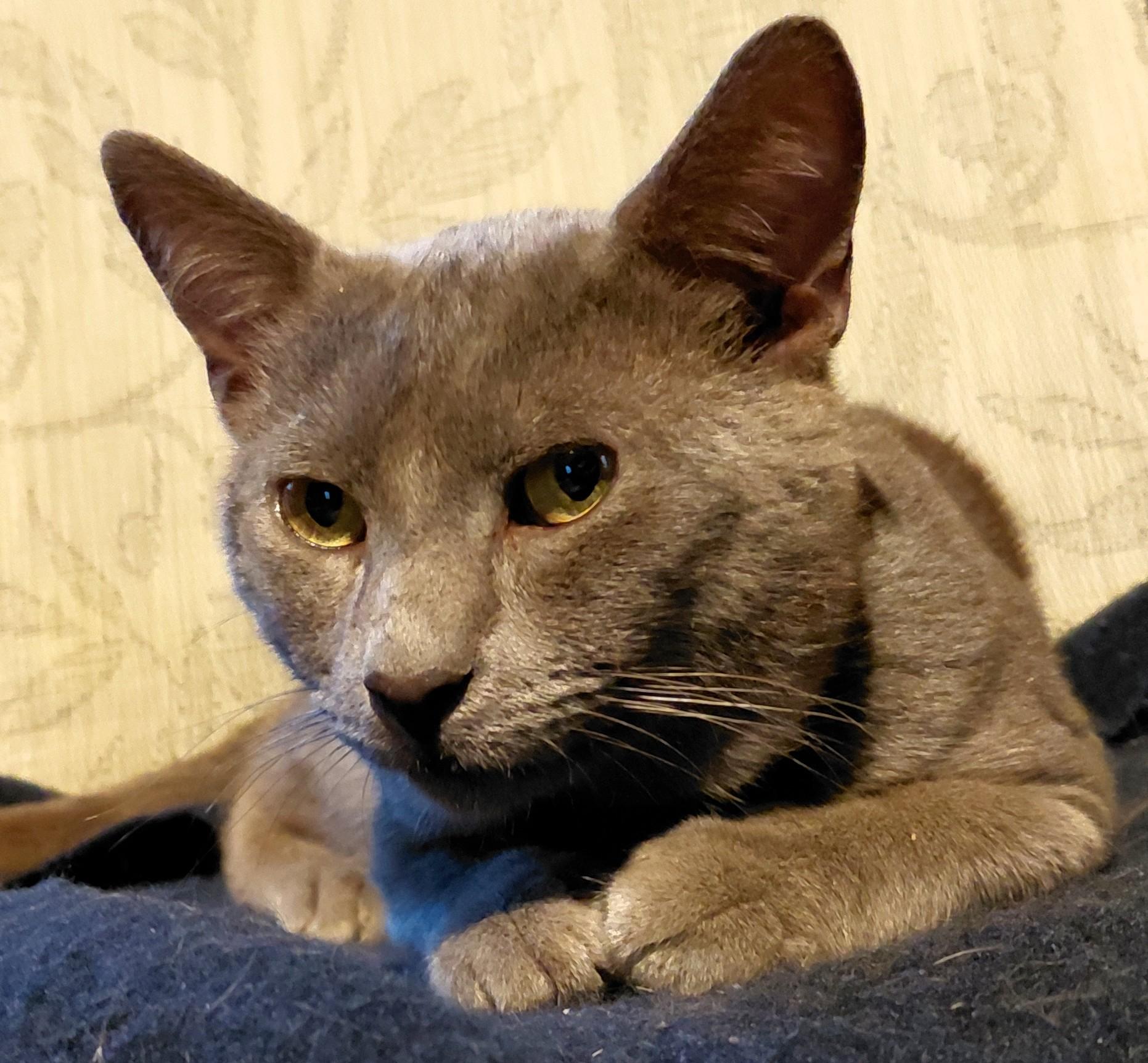 Enlarge Graydon, a ADOPTABLE mixed breed in Frederick, MD image 1/4