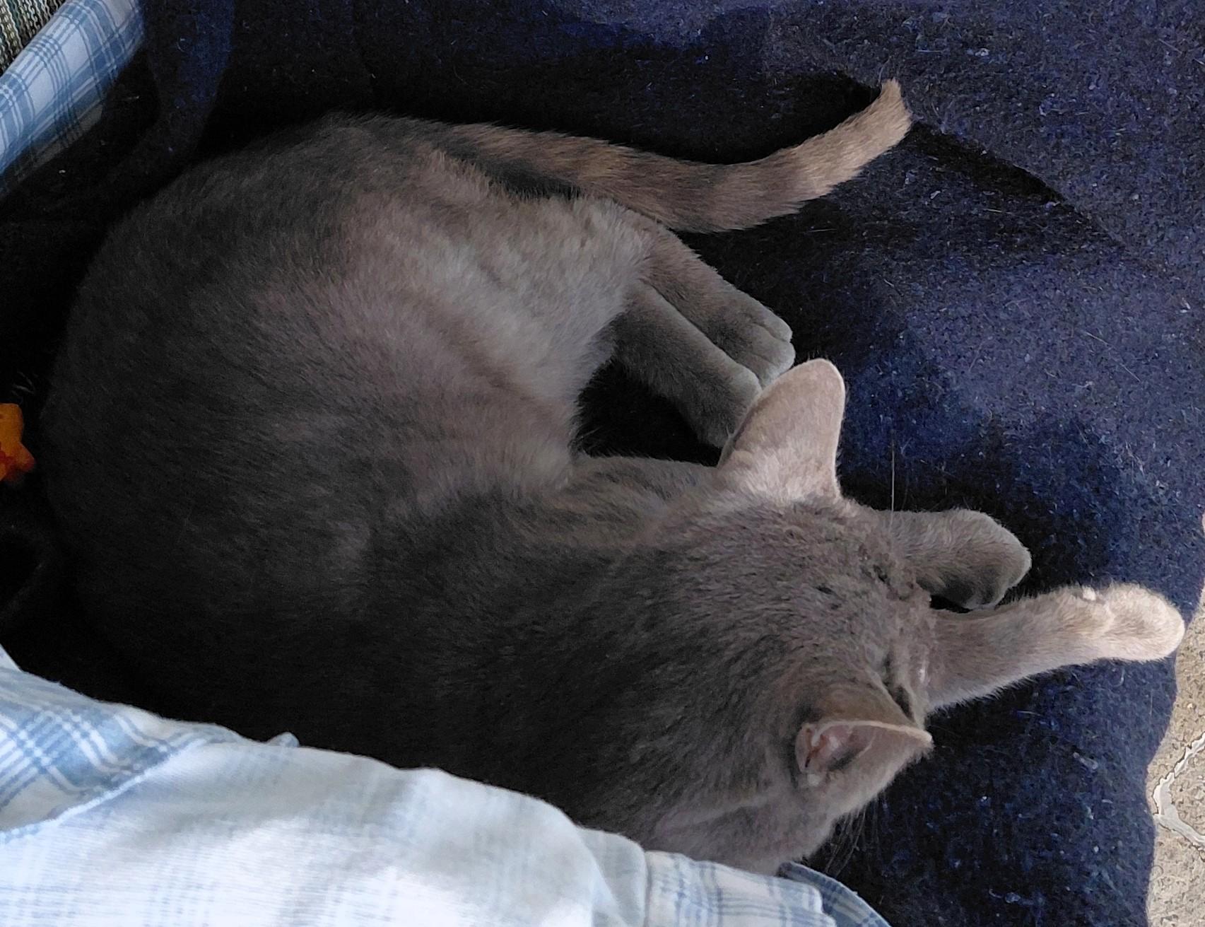 Enlarge Graydon, a ADOPTABLE mixed breed in Frederick, MD image 3/4