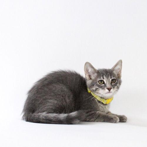 H. Australis, Adoptable, Kitten Female Domestic Short Hair.