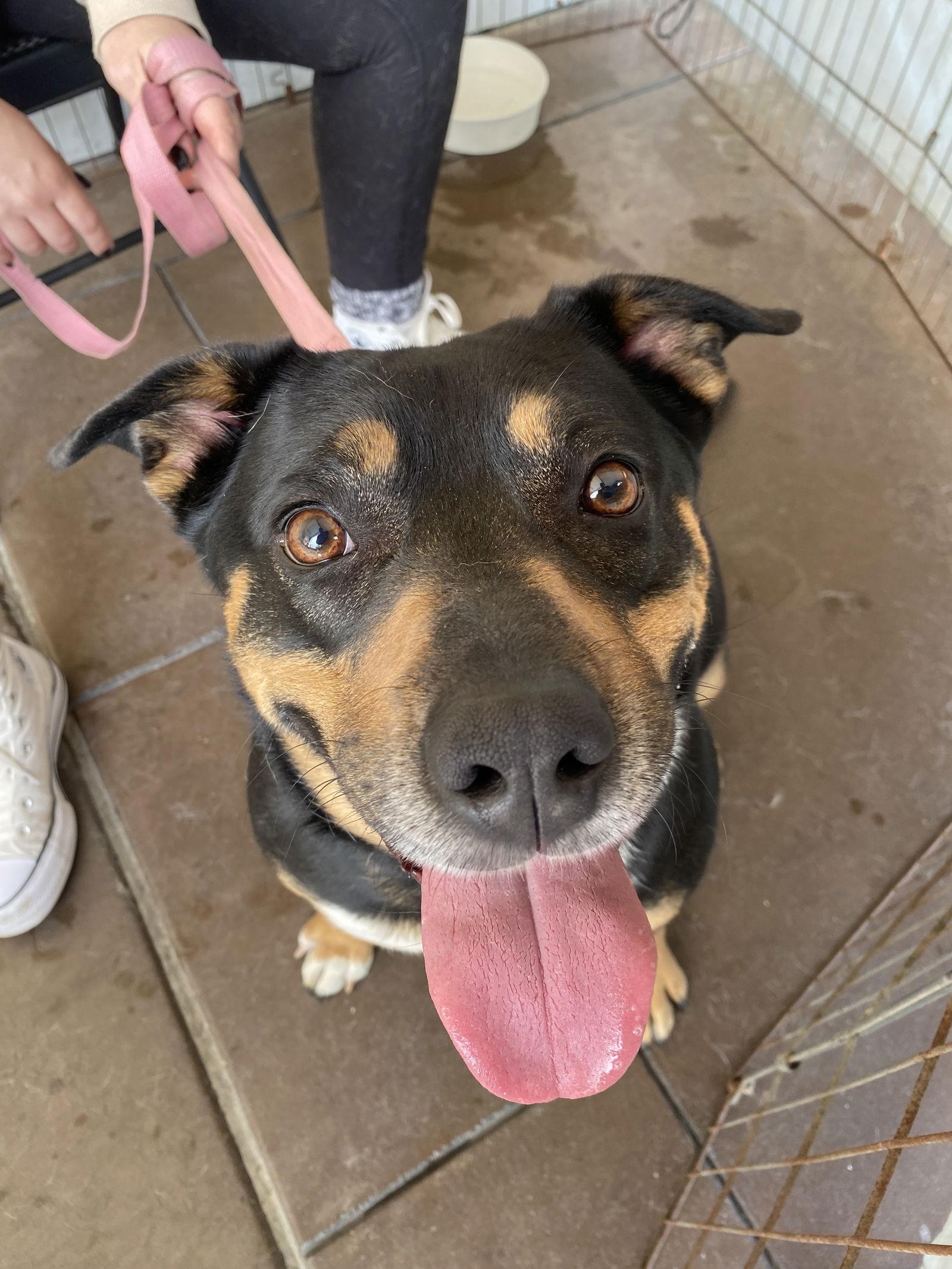 Enlarge Daffodil, a Adoptable German Shepherd Dog in Davis, CA image 1/3