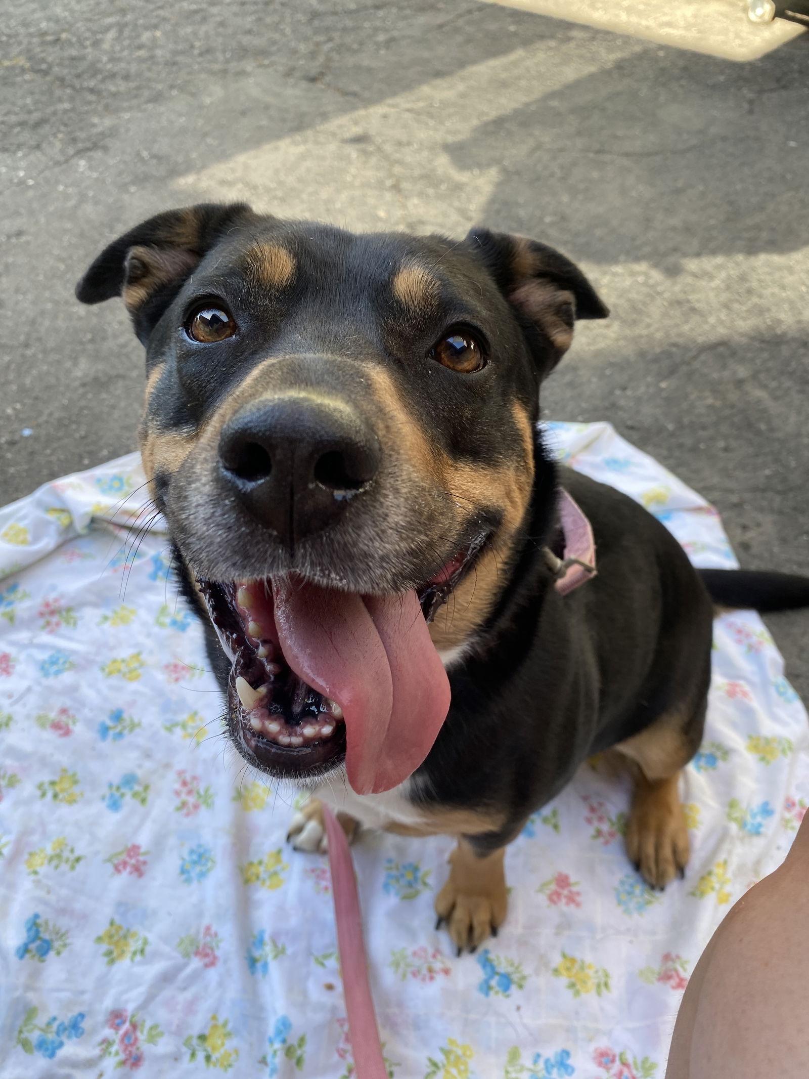 Enlarge Daffodil, a Adoptable German Shepherd Dog in Davis, CA image 2/3
