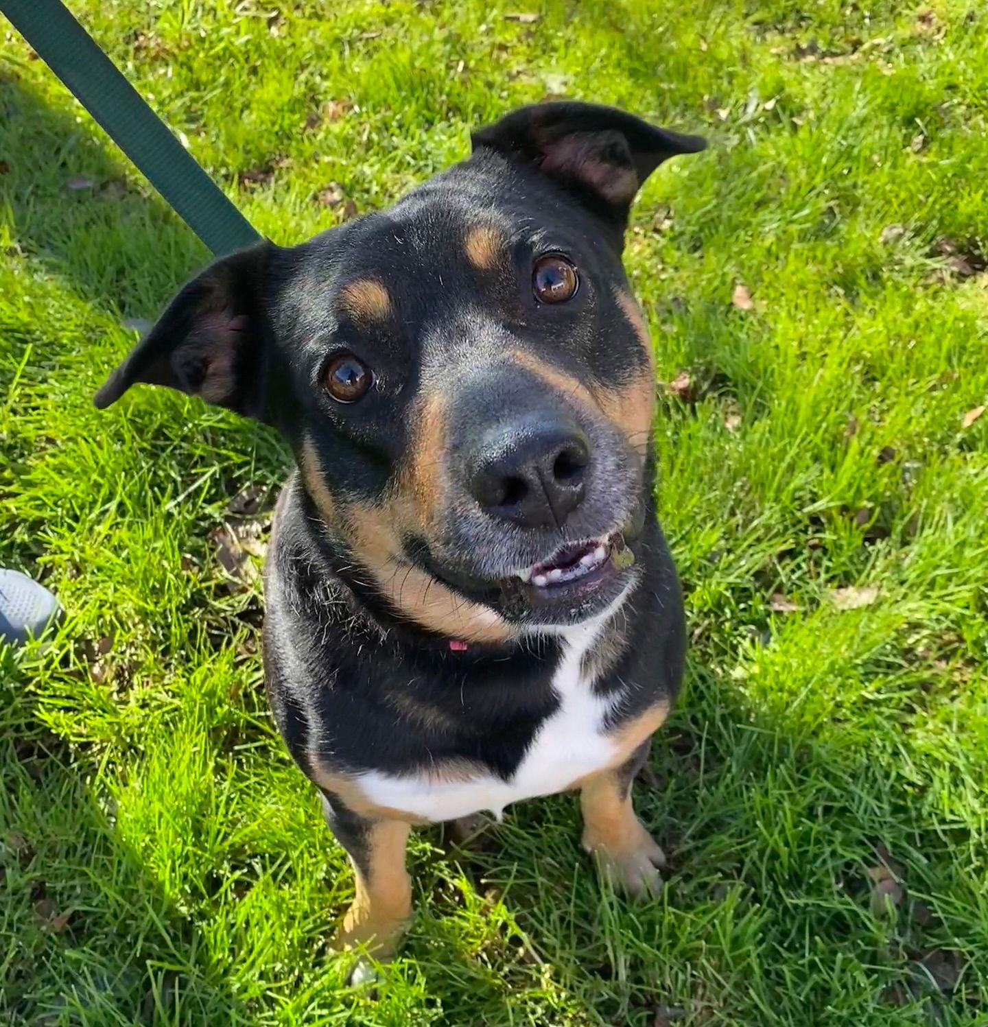 Enlarge Daffodil, a Adoptable German Shepherd Dog in Davis, CA image 3/3