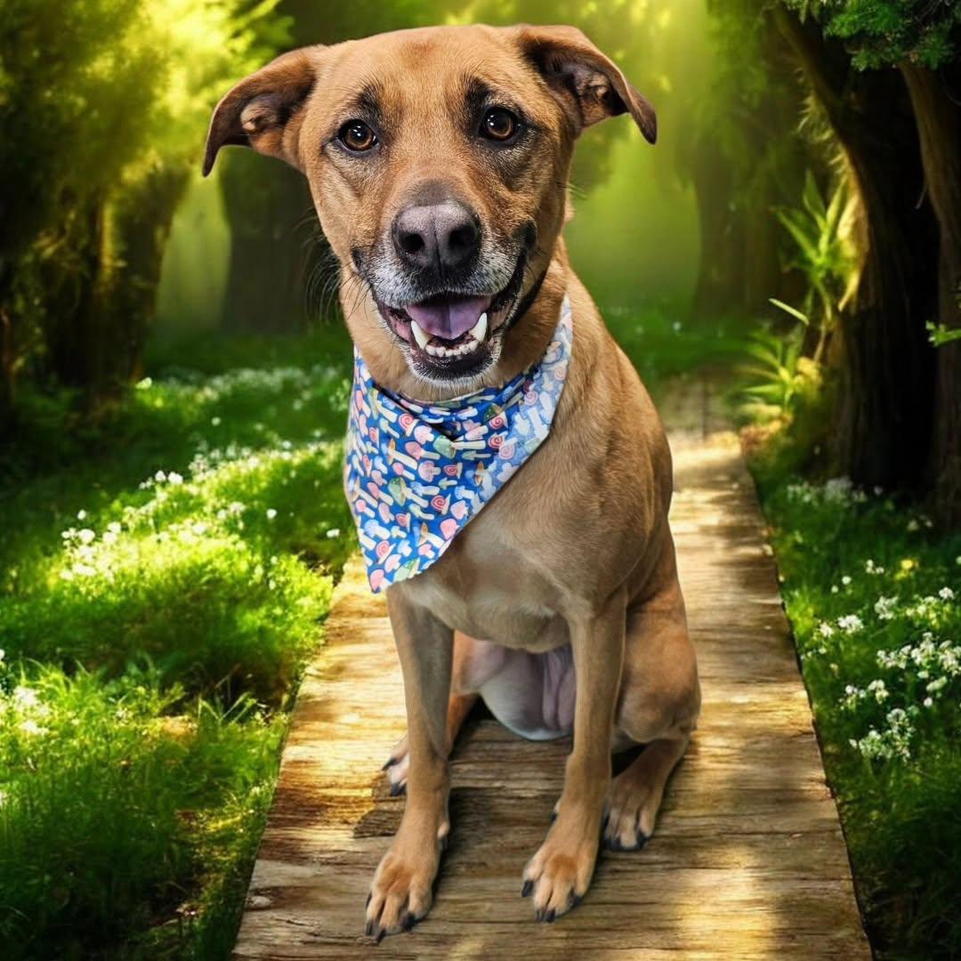 Quinta, Adoptable, Adult Female Shepherd.