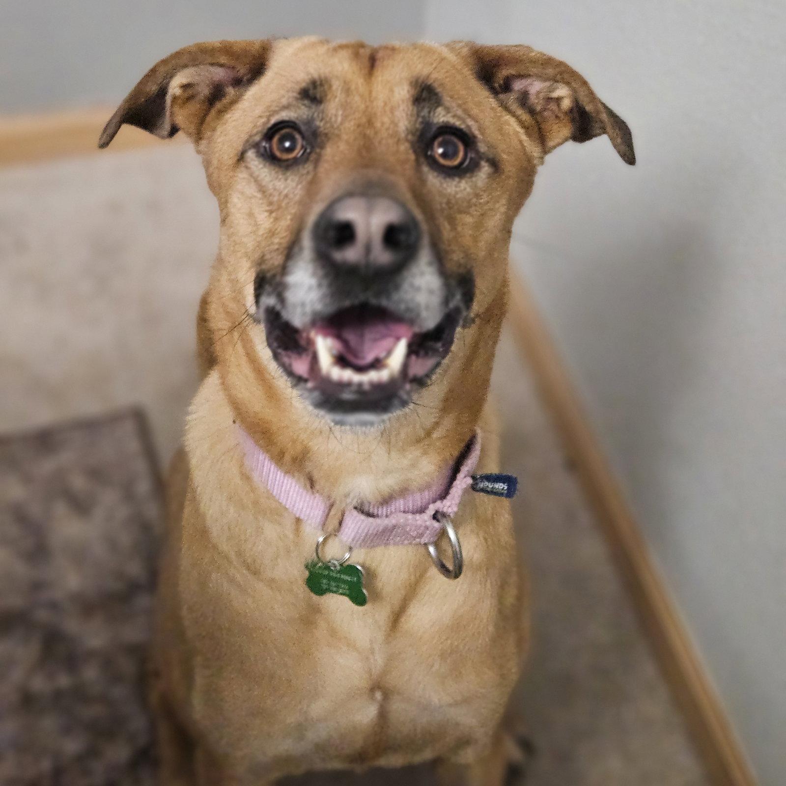 Enlarge Quinta, a Adoptable Shepherd in Fargo, ND image 2/3