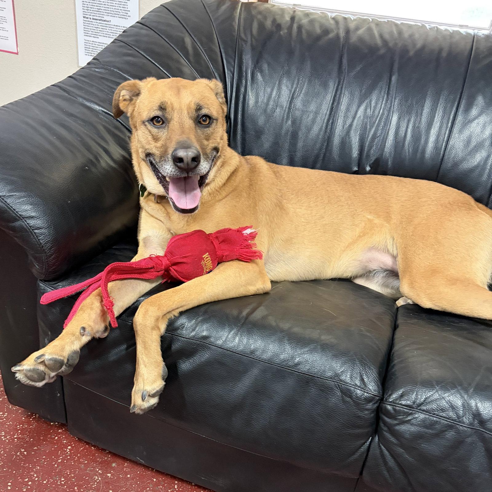 Enlarge Quinta, a Adoptable Shepherd in Fargo, ND image 3/3